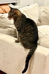 Crackerjack - Photo 4