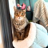 adoptable Cat in , NY named Crackerjack