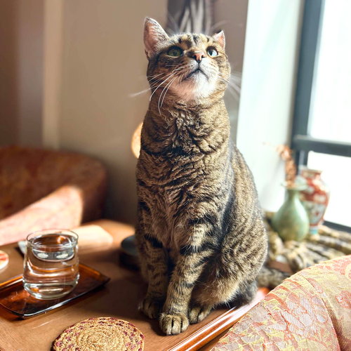 CRACKERJACK - Domestic Short Hair available for adoption
