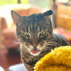 Crackerjack - Photo 6