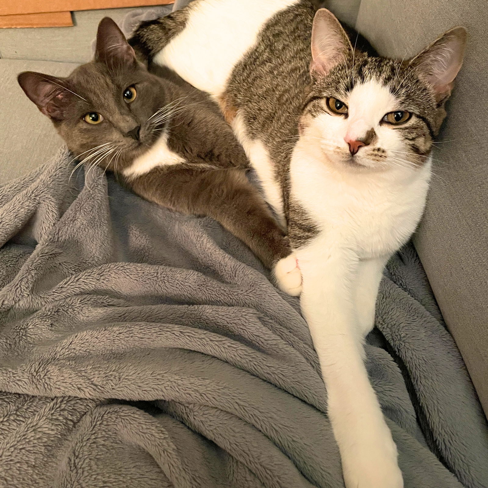 adoptable Cat in Brooklyn, NY named A pair called Bit & Torque