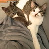 adoptable Cat in Brooklyn, NY named A pair called Bit & Torque