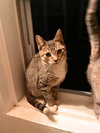 Beans & Beanie - Photo 5