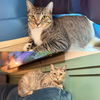 adoptable Cat in Brooklyn, NY named Beans & Beanie