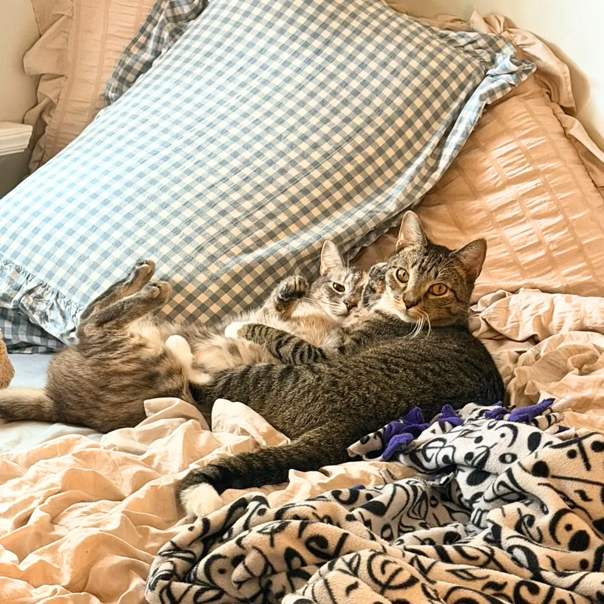 Beans  Beanie - Domestic Short Hair