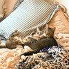 Beans & Beanie - Photo 1