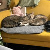 Beans & Beanie - Photo 3