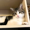 adoptable Cat in brooklyn, NY named Slow Low