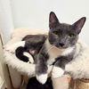 adoptable Cat in brooklyn, NY named Peanut Butter
