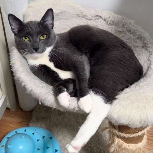 picture of the cat needing adoption