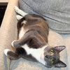 Peanut Butter - Photo 2