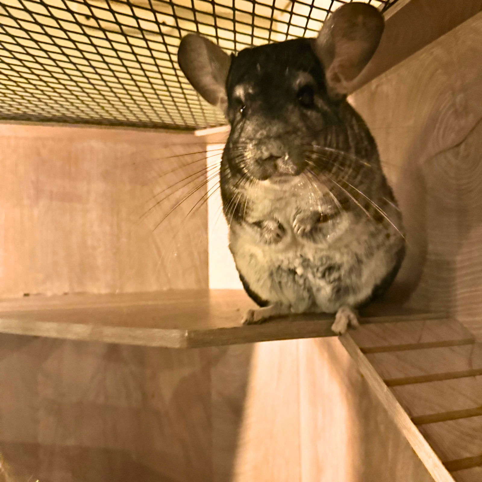 adoptable Chinchilla in Brooklyn, NY named Loaf