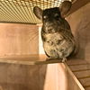 adoptable Chinchilla in brooklyn, NY named Loaf