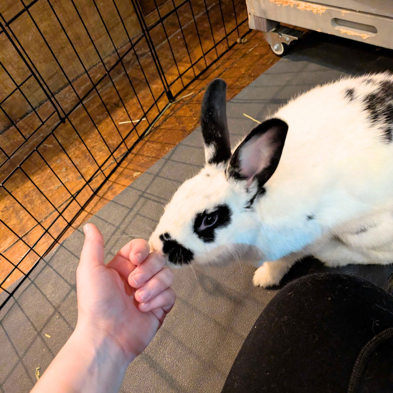 adoptable Rabbit in Brooklyn, NY named Rascal Jr