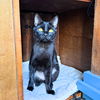 adoptable Cat in brooklyn, NY named Obsidian