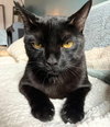 Obsidian - Photo 4