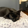 Obsidian - Photo 3