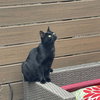 Obsidian - Photo 2