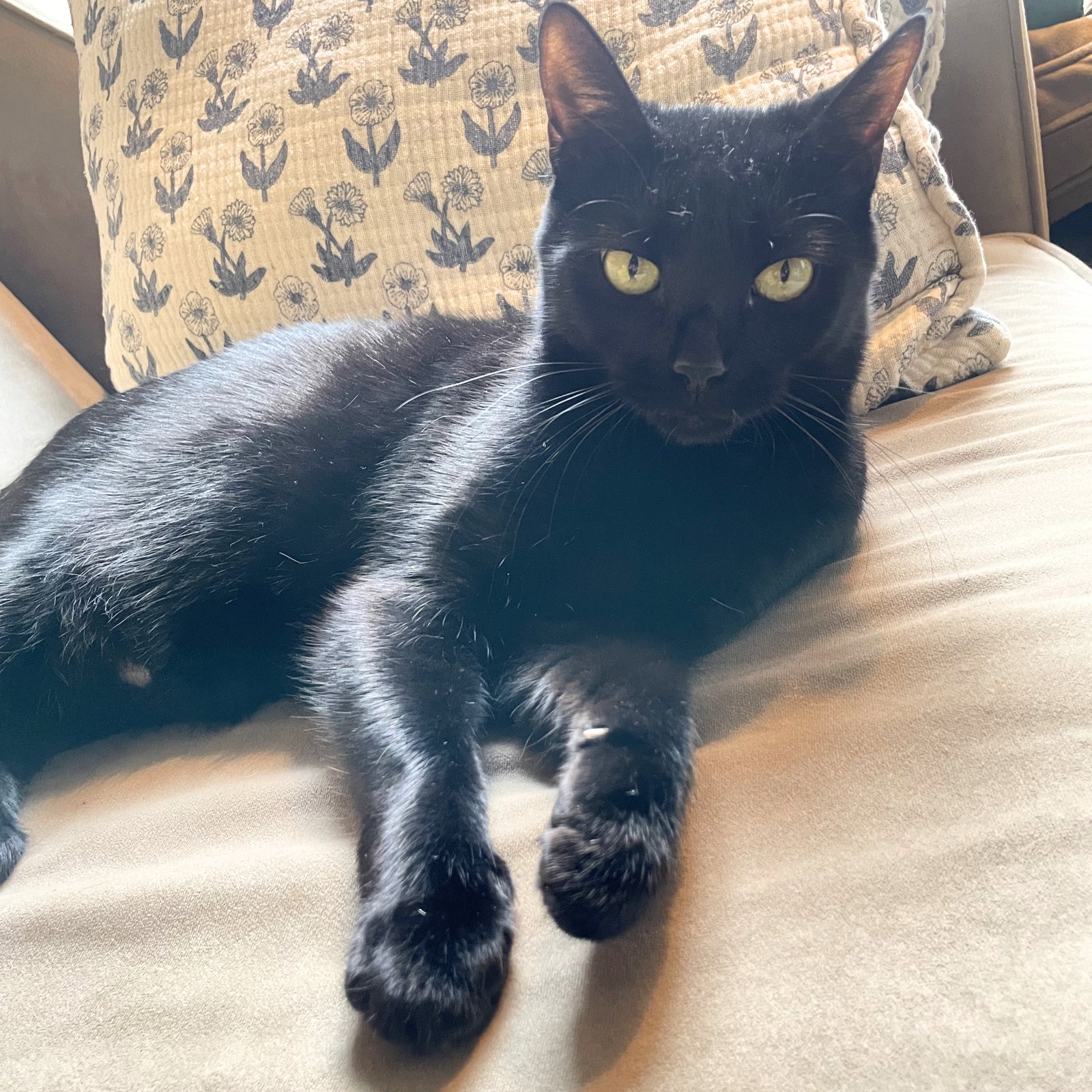 Obsidian