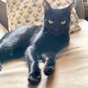 Obsidian - Photo 1