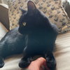 Obsidian - Photo 5
