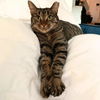 adoptable Cat in Brooklyn, NY named Audi