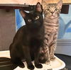 adoptable Cat in brooklyn, NY named Doctor Dillamond & Fiyero