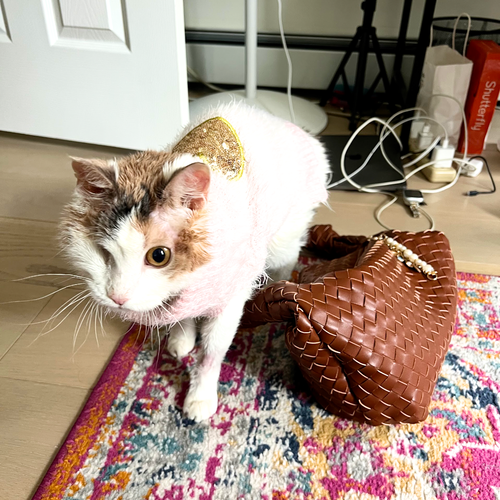 A GIRL CALLED VICTORIA FALLS - Domestic Short Hair available for adoption
