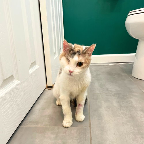A GIRL CALLED VICTORIA FALLS - Domestic Short Hair available for adoption