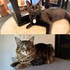 adoptable Cat in  named Nautica & Tigris