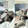 adoptable Cat in brooklyn, NY named Boq & Elphaba