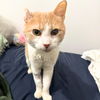 adoptable Cat in brooklyn, NY named Gusto