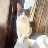 adoptable Cat in brooklyn, NY named Harvest Harmony