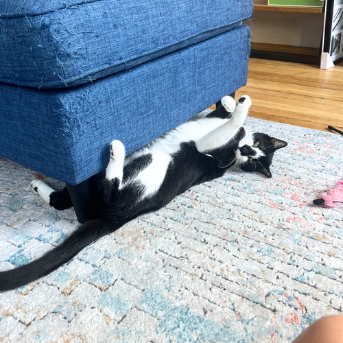picture of the cat needing adoption