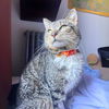 adoptable Cat in brooklyn, NY named Luan
