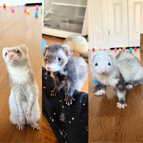 BELLA & MANGO & ZOEY - Ferret available for adoption