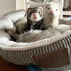 Bella & Mango & Zoey - Photo 2