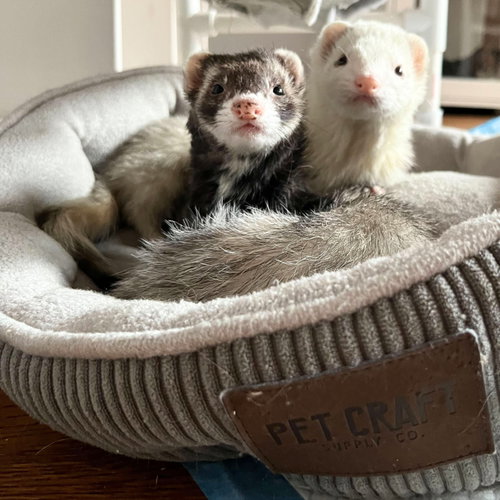BELLA & MANGO & ZOEY - Ferret available for adoption
