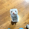 Bella & Mango & Zoey - Photo 4