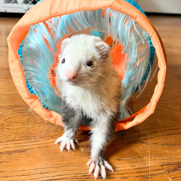 Bella & Mango & Zoey