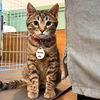 adoptable Cat in brooklyn, NY named Mucho Mel