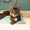adoptable Cat in brooklyn, NY named Ocean