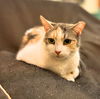 adoptable Cat in brooklyn, NY named Bryonia Bristol