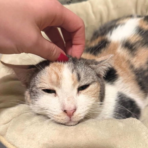 A GIRL CALLED BRYONIA BRISTOL - Domestic Short Hair available for adoption
