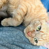 adoptable Cat in Brooklyn, NY named Bartola Blake
