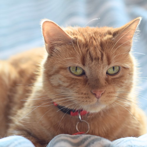 BARTOLA BLAKE - Domestic Short Hair available for adoption