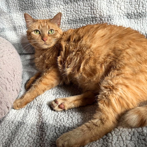 Bartola Blake, Adult Domestic Short Hair, cat for adoption in Clifton, New Jersey
