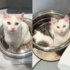 adoptable Cat in brooklyn, NY named Burble & Gurgle