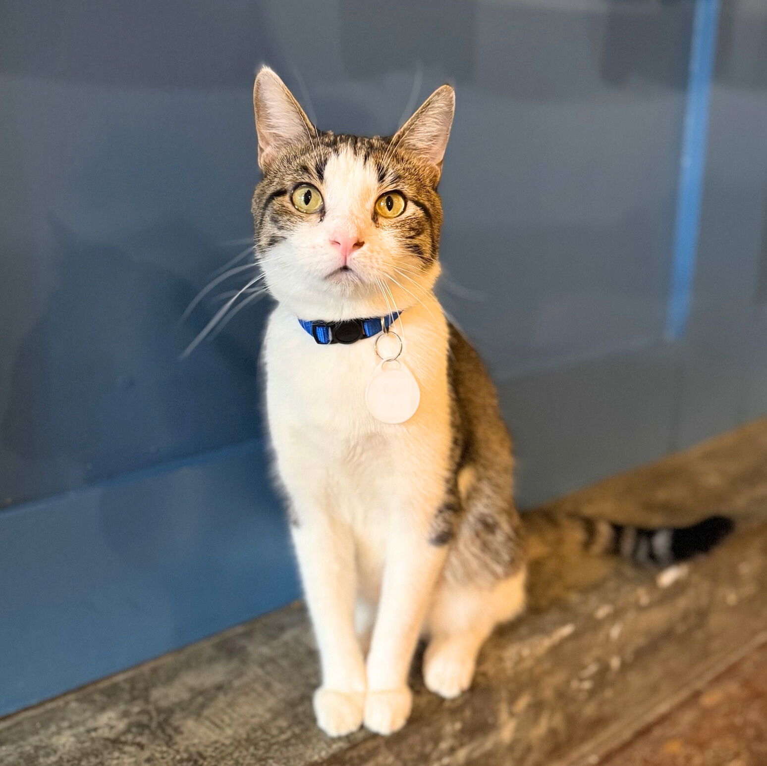 adoptable Cat in Brooklyn, NY named Blue