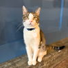 adoptable Cat in Brooklyn, NY named Blue